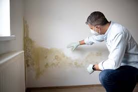 Why You Should Choose Our Mold Remediation Services in Mauston, WI